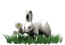 rabbit.gif